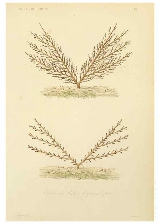 Reproducción/Reproduction 49583207188: Le Règne végétal;. Paris,L. Guérin,1870-72.. 