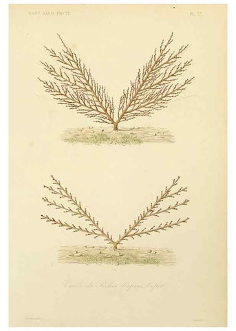 Reproducción/Reproduction 49583207188: Le Règne végétal;. Paris,L. Guérin,1870-72.. 