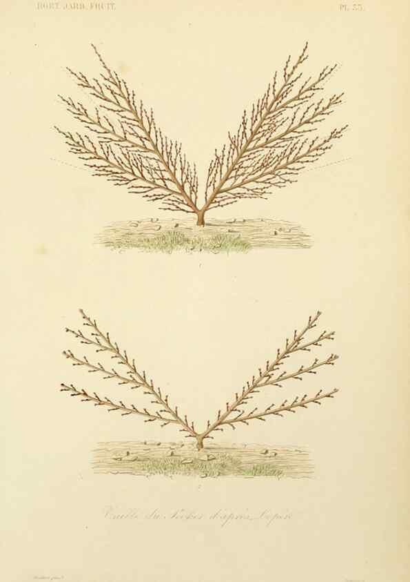Reproducción/Reproduction 49583207188: Le Règne végétal;. Paris,L. Guérin,1870-72.. 