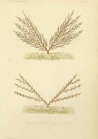 Reproducción/Reproduction 49583207188: Le Règne végétal;. Paris,L. Guérin,1870-72.. 