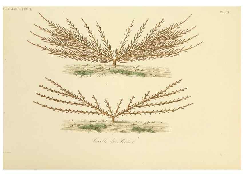 Reproducción/Reproduction 49583207448: Le Règne végétal;. Paris,L. Guérin,1870-72.. 