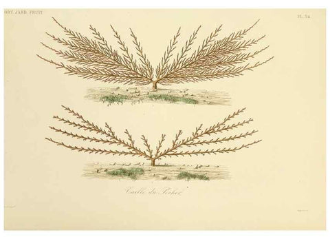 Reproducción/Reproduction 49583207448: Le Règne végétal;. Paris,L. Guérin,1870-72.. 