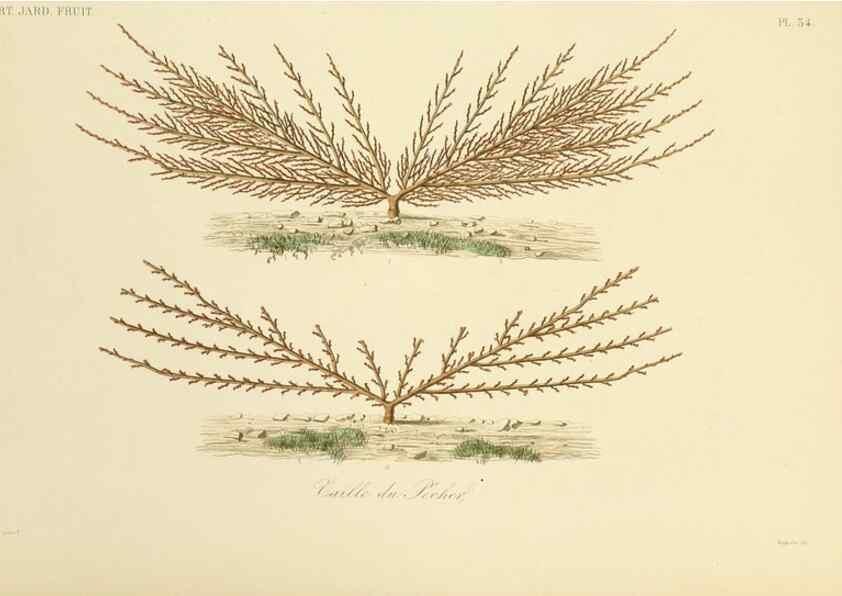 Reproducción/Reproduction 49583207448: Le Règne végétal;. Paris,L. Guérin,1870-72.. 