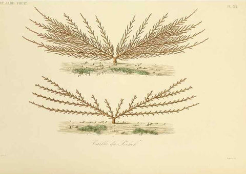 Reproducción/Reproduction 49583207448: Le Règne végétal;. Paris,L. Guérin,1870-72.. 