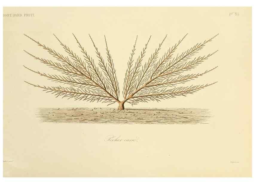 Reproducción/Reproduction 49583704781: Le Règne végétal;. Paris,L. Guérin,1870-72.. 