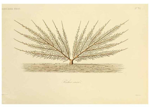 Reproducción/Reproduction 49583704781: Le Règne végétal;. Paris,L. Guérin,1870-72.. 