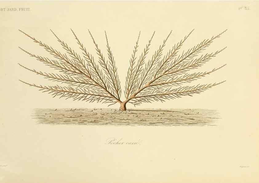 Reproducción/Reproduction 49583704781: Le Règne végétal;. Paris,L. Guérin,1870-72.. 