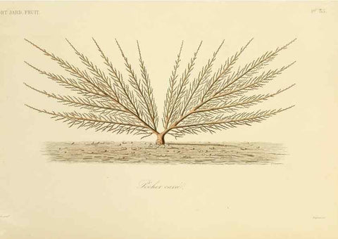 Reproducción/Reproduction 49583704781: Le Règne végétal;. Paris,L. Guérin,1870-72.. 