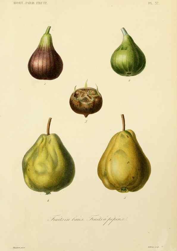 Reproducción/Reproduction 49583705221: Le Règne végétal;. Paris,L. Guérin,1870-72.. 