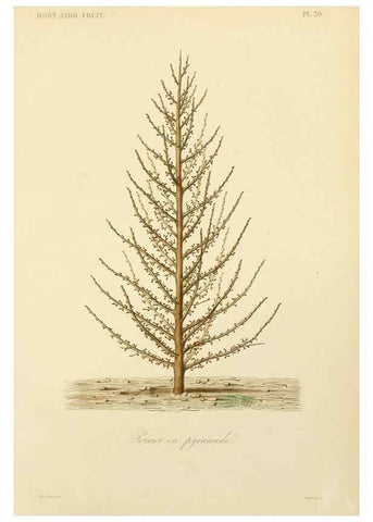 Reproducción/Reproduction 49583208593: Le Règne végétal;. Paris,L. Guérin,1870-72.. 