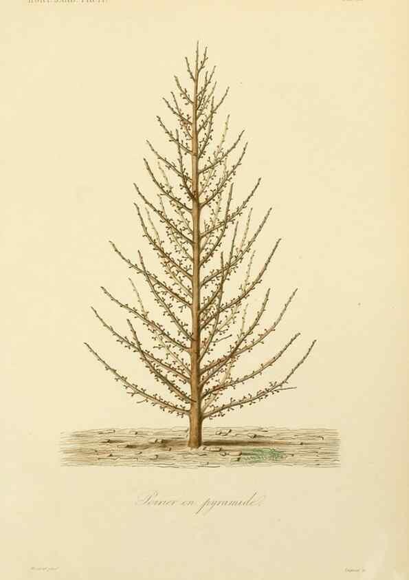 Reproducción/Reproduction 49583208593: Le Règne végétal;. Paris,L. Guérin,1870-72.. 