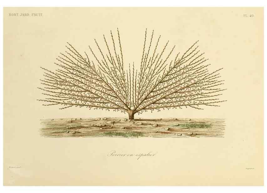 Reproducción/Reproduction 49583705901: Le Règne végétal;. Paris,L. Guérin,1870-72.. 