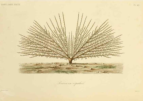 Reproducción/Reproduction 49583705901: Le Règne végétal;. Paris,L. Guérin,1870-72.. 