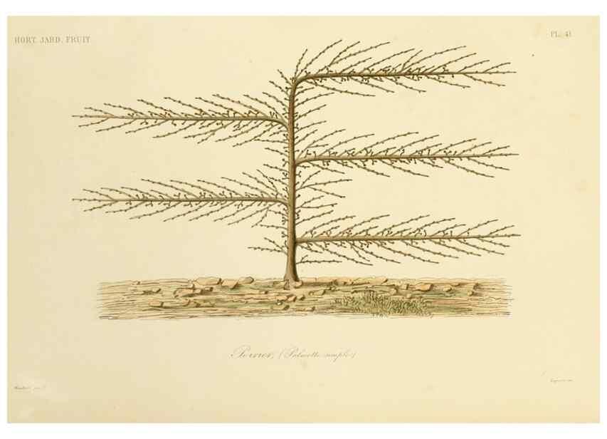 Reproducción/Reproduction 49583706131: Le Règne végétal;. Paris,L. Guérin,1870-72.. 
