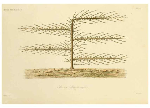 Reproducción/Reproduction 49583706131: Le Règne végétal;. Paris,L. Guérin,1870-72.. 