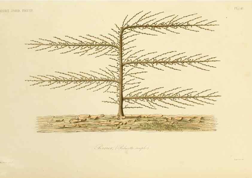 Reproducción/Reproduction 49583706131: Le Règne végétal;. Paris,L. Guérin,1870-72.. 