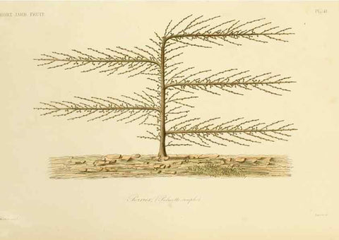 Reproducción/Reproduction 49583706131: Le Règne végétal;. Paris,L. Guérin,1870-72.. 