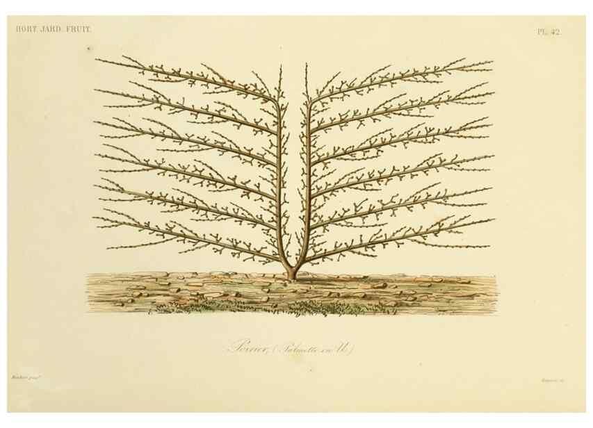 Reproducción/Reproduction 49583940722: Le Règne végétal;. Paris,L. Guérin,1870-72.. 
