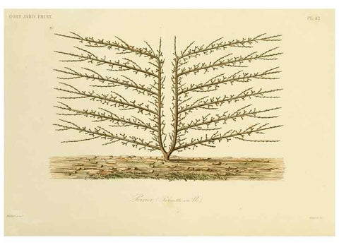Reproducción/Reproduction 49583940722: Le Règne végétal;. Paris,L. Guérin,1870-72.. 