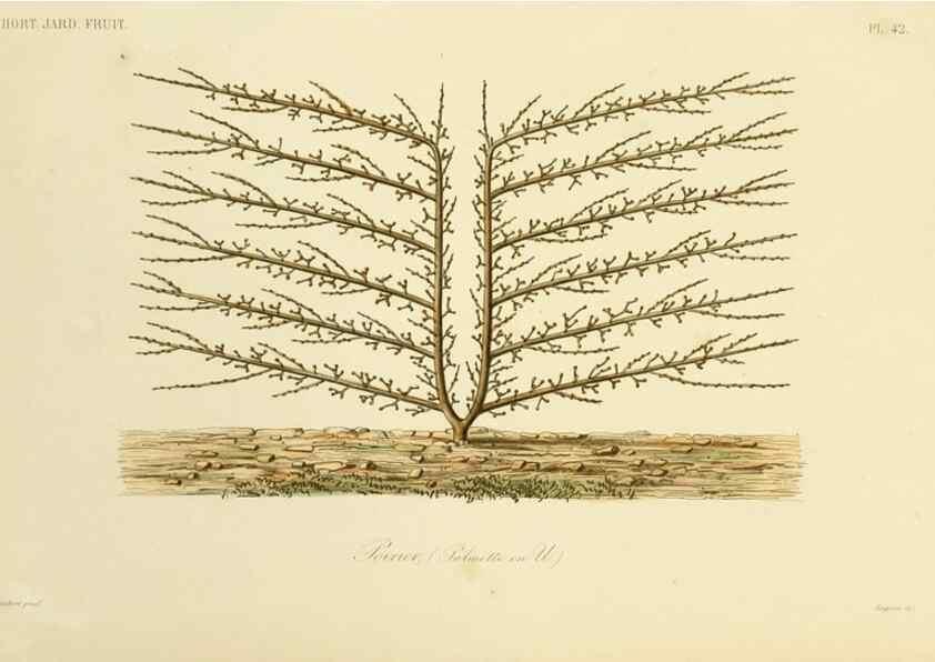 Reproducción/Reproduction 49583940722: Le Règne végétal;. Paris,L. Guérin,1870-72.. 