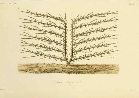 Reproducción/Reproduction 49583940722: Le Règne végétal;. Paris,L. Guérin,1870-72.. 