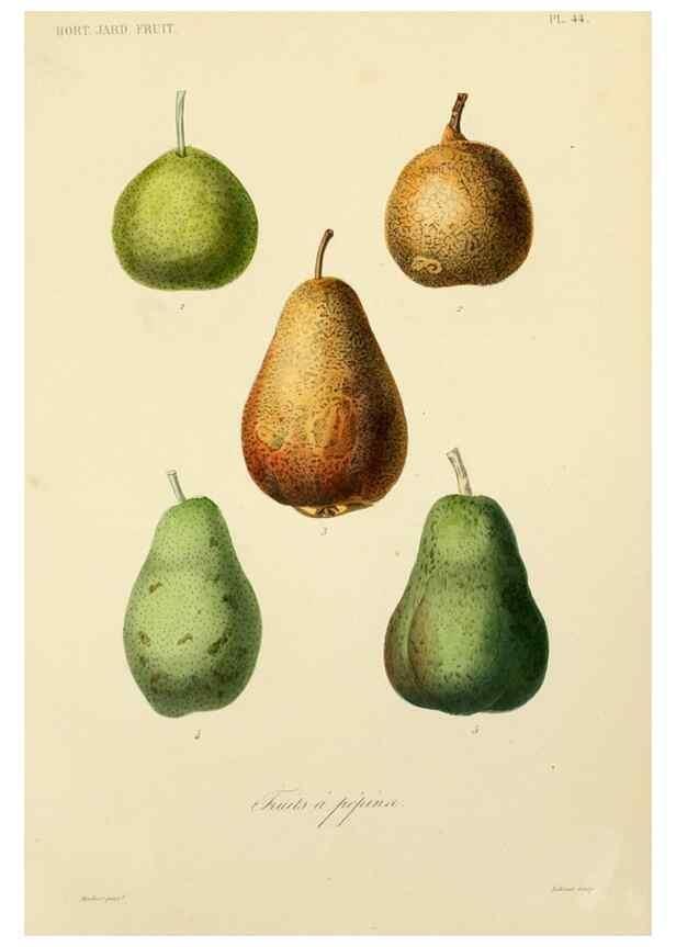 Reproducción/Reproduction 49583210043: Le Règne végétal;. Paris,L. Guérin,1870-72.. 