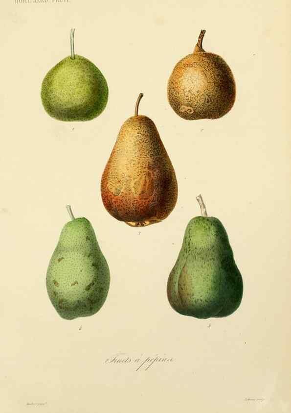 Reproducción/Reproduction 49583210043: Le Règne végétal;. Paris,L. Guérin,1870-72.. 