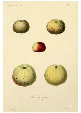 Reproducción/Reproduction 49583941507: Le Règne végétal;. Paris,L. Guérin,1870-72.. 