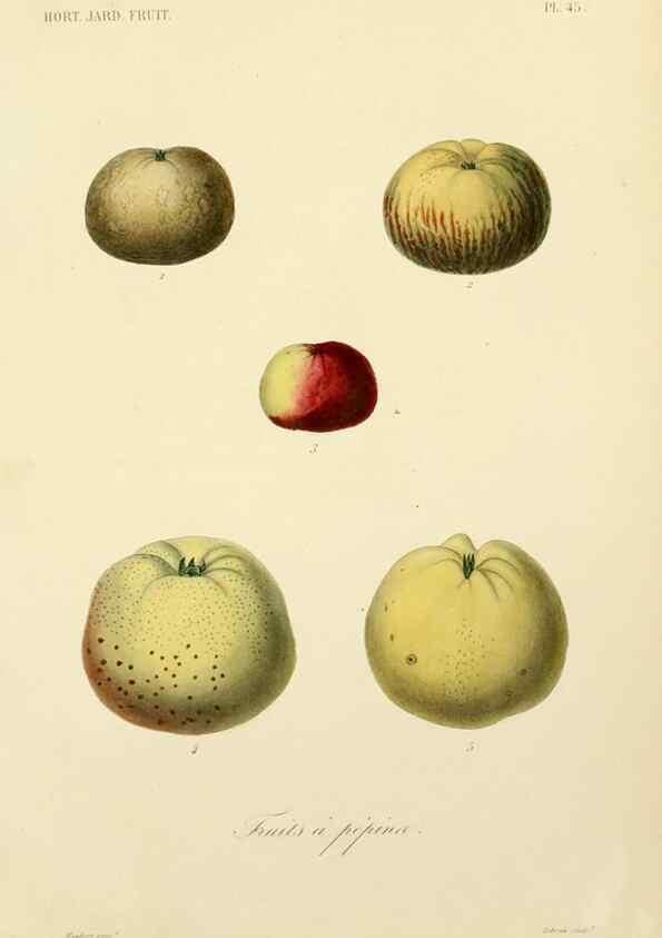 Reproducción/Reproduction 49583941507: Le Règne végétal;. Paris,L. Guérin,1870-72.. 