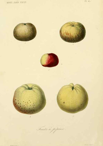 Reproducción/Reproduction 49583941507: Le Règne végétal;. Paris,L. Guérin,1870-72.. 
