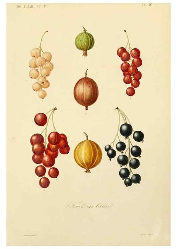 Reproducción/Reproduction 49583210593: Le Règne végétal;. Paris,L. Guérin,1870-72.. 