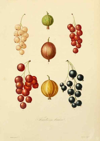 Reproducción/Reproduction 49583210593: Le Règne végétal;. Paris,L. Guérin,1870-72.. 