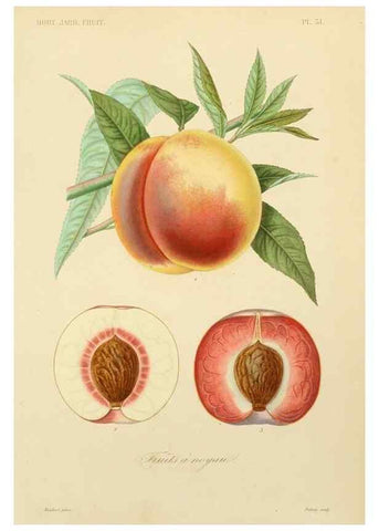 Reproducción/Reproduction 49583703766: Le Règne végétal;. Paris,L. Guérin,1870-72.. 