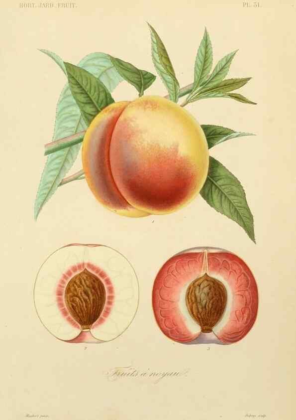 Reproducción/Reproduction 49583703766: Le Règne végétal;. Paris,L. Guérin,1870-72.. 