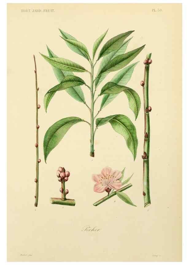 Reproducción/Reproduction 49583937852: Le Règne végétal;. Paris,L. Guérin,1870-72.. 