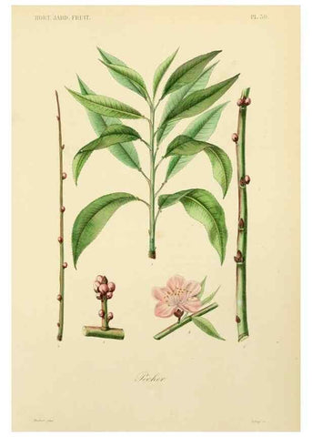 Reproducción/Reproduction 49583937852: Le Règne végétal;. Paris,L. Guérin,1870-72.. 