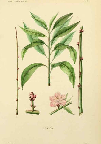 Reproducción/Reproduction 49583937852: Le Règne végétal;. Paris,L. Guérin,1870-72.. 