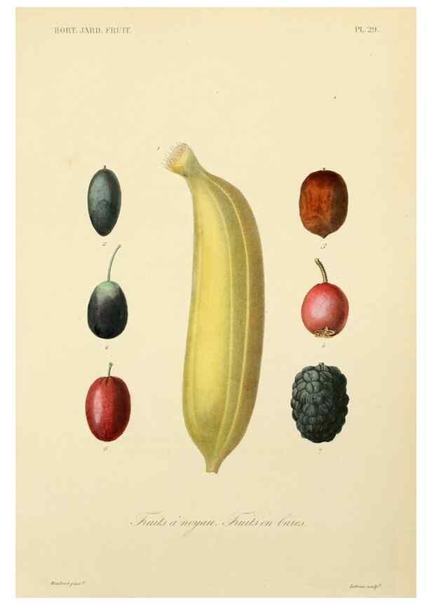 Reproducción/Reproduction 49583206138: Le Règne végétal;. Paris,L. Guérin,1870-72.. 