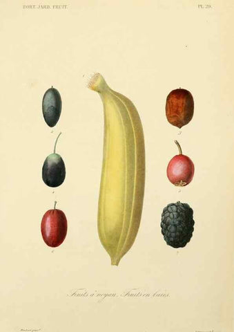 Reproducción/Reproduction 49583206138: Le Règne végétal;. Paris,L. Guérin,1870-72.. 