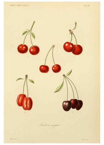 Reproducción/Reproduction 49583205923: Le Règne végétal;. Paris,L. Guérin,1870-72.. 