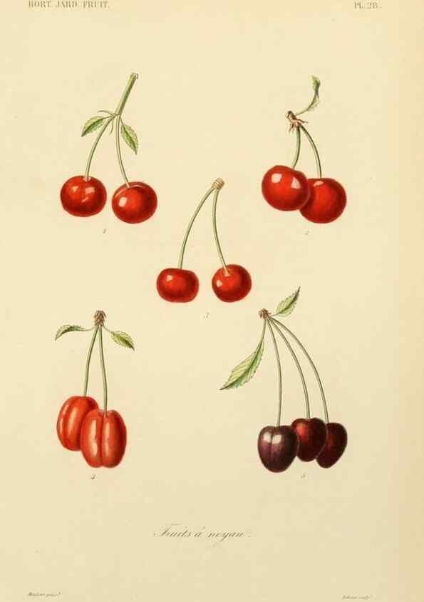 Reproducción/Reproduction 49583205923: Le Règne végétal;. Paris,L. Guérin,1870-72.. 