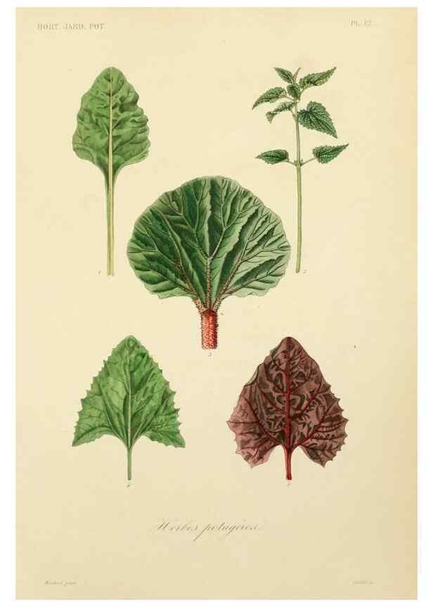 Reproducción/Reproduction 49583200908: Le Règne végétal;. Paris,L. Guérin,1870-72.. 