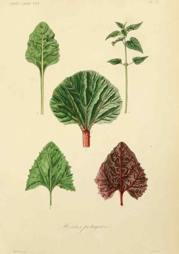 Reproducción/Reproduction 49583200908: Le Règne végétal;. Paris,L. Guérin,1870-72.. 