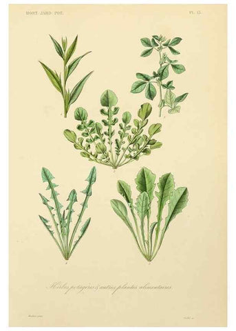 Reproducción/Reproduction 49583697976: Le Règne végétal;. Paris,L. Guérin,1870-72.. 
