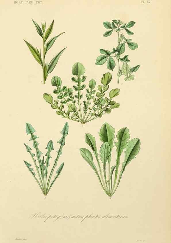 Reproducción/Reproduction 49583697976: Le Règne végétal;. Paris,L. Guérin,1870-72.. 