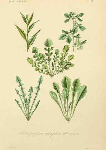 Reproducción/Reproduction 49583697976: Le Règne végétal;. Paris,L. Guérin,1870-72.. 