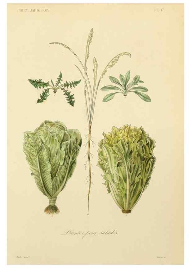 Reproducción/Reproduction 49583699296: Le Règne végétal;. Paris,L. Guérin,1870-72.. 