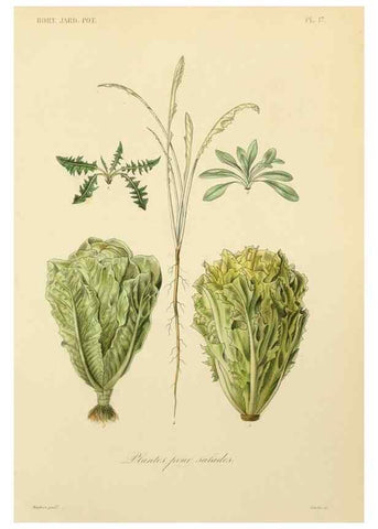 Reproducción/Reproduction 49583699296: Le Règne végétal;. Paris,L. Guérin,1870-72.. 