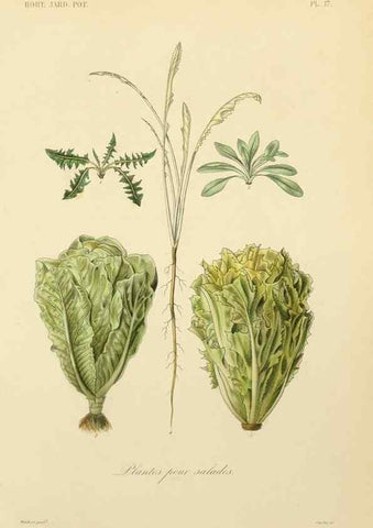 Reproducción/Reproduction 49583699296: Le Règne végétal;. Paris,L. Guérin,1870-72.. 