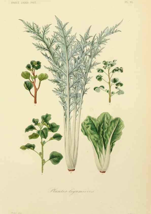 Reproducción/Reproduction 49583699636: Le Règne végétal;. Paris,L. Guérin,1870-72.. 